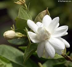 Luxury Juhi <b>Attar</b> Oil Concentrated Body Essential Oil for <b>Perfume</b> Making Arabic Oud Room Fragrance Scent Premium Quality - Product Image 4