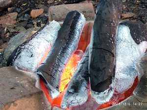 Premium Vietnam Khaya Hardwood Charcoal for <b>BBQ</b> | Large Lumps, Long Burning, Factory Direct Bulk Supply - Product Image 2