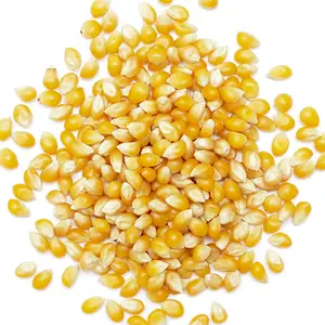Желтая кукуруза (корм для животных)