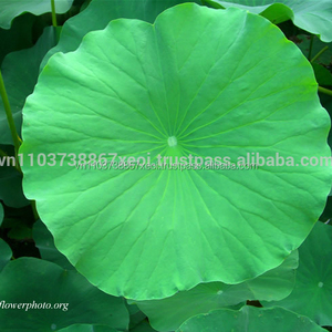 Lotus de haute qualité, meilleure norme, offre spéciale - Product Image 3