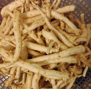 MEJOR PRECIO POLYSCIAS FRUTICOSA TÉ - Product Image 1