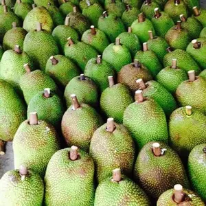 Goede Kwaliteit Verse Jackfruit