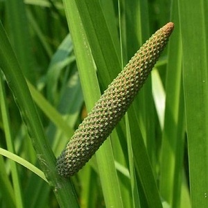 calamus oil 100% natural from india acorus calamus essential oil