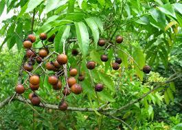 ถั่วสบู่ที่มีราคาที่แข่งขันในเวียดนาม - Product Image 4