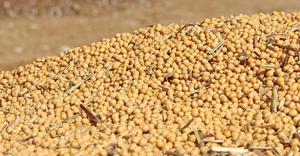 Non-GMO Grade a Yellow <b>Soybeans</b> Dried Bulk 30kg Food Use - Product Image 5