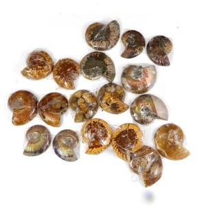 Ammonite naturelle 50 grammes mélange forme Cabochon lot de gros pierres précieuses en vrac pour la fabrication de bijoux - Product Image 1