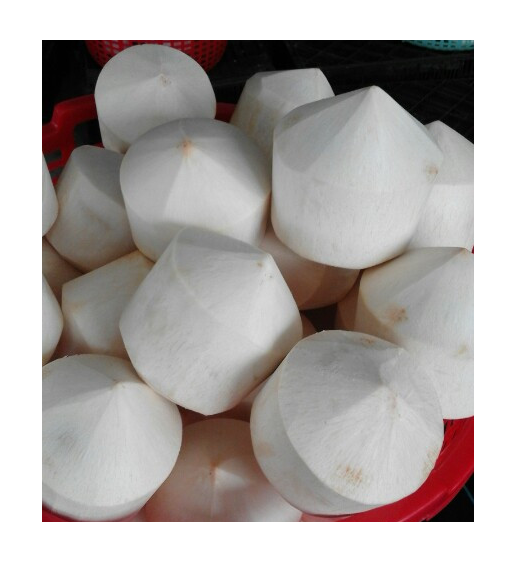 Premium Product Sweet Fresh Young Coconut from Vietnam