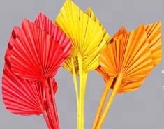 Partes decorativas naturales de la planta de lanza de Palma Flores y Plantas secas - Product Image 2