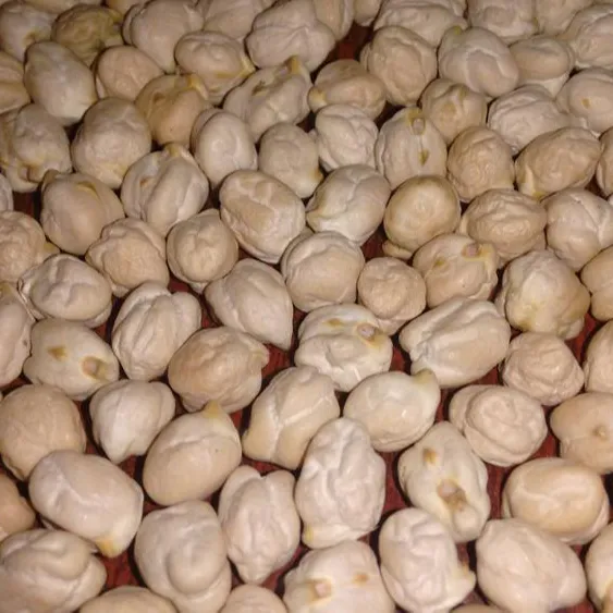 Высокое качество индийские высушенный Нут