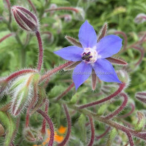 Suministro al por mayor de aceite portador de borraja prensado en frío natural para el cuidado de la belleza y productos hidratantes para la piel - Product Image 4
