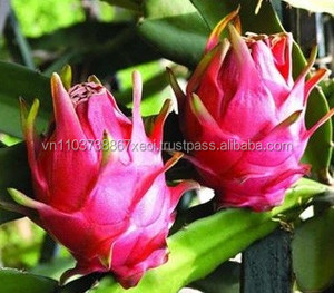 Fruit du dragon frais de haute qualité du Vietnam 2024 - Product Image 5