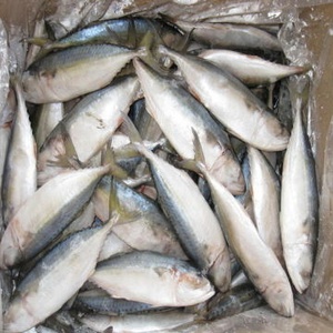 Mejor Proveedor, Venta Caliente de Fábrica, Pescado Congelado de Alta Calidad a Precio Económico, Caballa Baja en Sal, Baja en Carbohidratos, Libre de Grasas Trans, Envasado al Vacío - Product Image 1