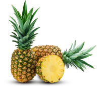 Verse Ananas (Natuurlijk Zoet en Goudkleurig) - HACCP Gecertificeerd 17-20cm 1kg Tropisch Fruit Gemeenschappelijke Teelt Vanuit ZA