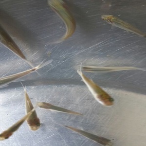 Aliments pour poissons aquatiques, haute qualité, organique, favorise la santé et la croissance des œufs, graines de poisson éclosion - Product Image 3