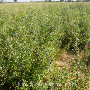 Sojat Rajasthan-Vin indien ayurvédique certifié HALAL, teinture pour cheveux rouge, poudre permanente sous forme de poudre permanente, vente en gros - Product Image 5