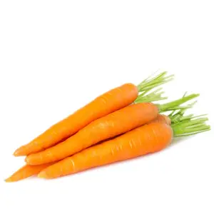 Therapeutic Grade Carrot Seed Essential Oil Manufactures and Supplier
