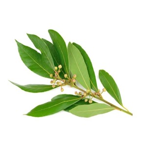 100% Pure Ravensara Essential Oil for Aromatherapy Massage Wellness Natural Steam-Distilled Ravensara Aromatic Oil Bulk - Product Image 2