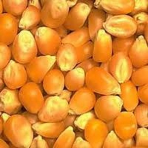 ข้าวโพดสีเหลืองสำหรับอาหารสัตว์ - Product Image 6