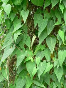 POLYGONUM biologique 100% de vacances au vietnam - Product Image 4