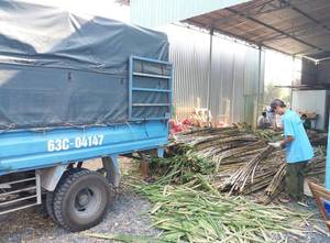 Caña de Azúcar congelada para la recolección, Price-Ms.Holiday barata - Product Image 6