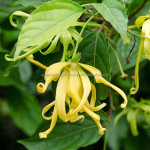 Organic Ylang Ylang Pure <b>Essential</b> <b>Oil</b> 10ml/100ml Body Massage for Skin Use Flower Ingredient OEM Supply - Product Image 1