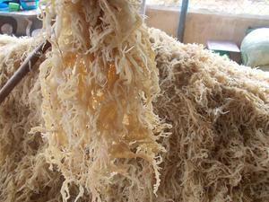 Cottonii/cottonii สาหร่ายแห้ง/สาหร่าย spinosum - Product Image 5