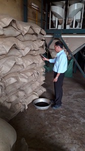 Poivre noir du Vietnam de qualité supérieure, nettoyé à la machine, stérilisé à la vapeur, épice pour assaisonnement alimentaire, exportation - Product Image 5