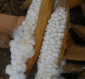 ALMOHADA DE KAPOK/ FIBRA NATURAL, FIBRA DE KAPOK PARA ALMOHADAS - Product Image 3