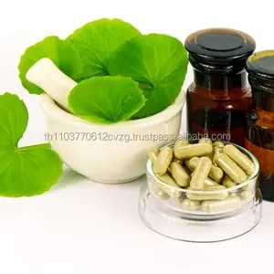 Gotu kola séché en plantes, pennywork asiatique, produit de pennywork indien de thaïlande