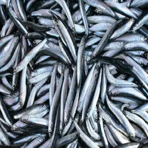 Frozen anchovy fresh fish