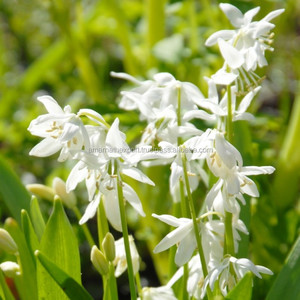 น้ำหอม Bela Attar ธรรมชาติบริสุทธิ์ขายส่งน้ำหอม Bela ผลิตในอินเดียน้ำมัน Attar คุณภาพเยี่ยมของอินเดีย - Product Image 3