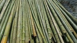 เสาและรั้วไม้ไผ่ธรรมชาติเวียดนามรูปแบบยาวเป็นมิตรกับสิ่งแวดล้อมสำหรับการสร้างทั้งส่วนและกิ่งก้านรวมอยู่ด้วย - Product Image 4