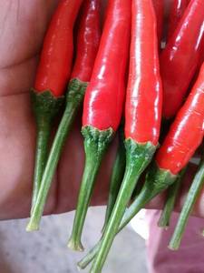 CHILI VIETNAM/CONGELADO EN PIEZA/MEJOR PRECIO AGUJERO AÑO - Product Image 5