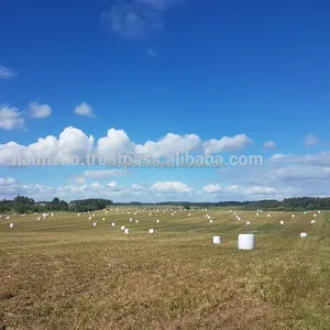 Alfalfa ensilado/haylage