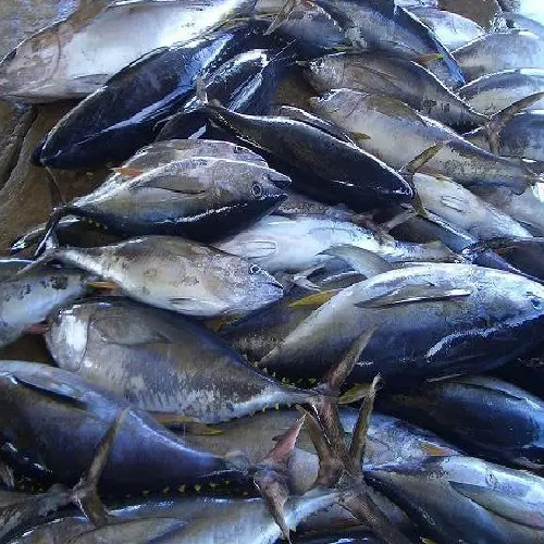 Bonite congelée sardini poisson sarda orientalis pour flocons de bonite