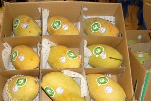 <b>FRESH</b> MANGO/ SWEET SOFT YELLOW MANGO VIETNAM EXPORT - Product Image 3