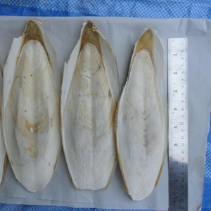 Hueso de Sepia / Hueso de Calamar / Alimento para Aves / Loros / Tortugas - Product Image 5