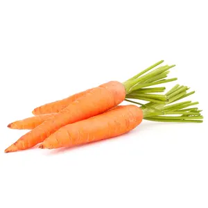 Skin Care Carrot Seed Essential Oil Suppliers