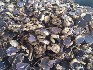 TÉ JENGIBRE NEGRO/RAÍZ JENGIBRE NEGRO - Product Image 3