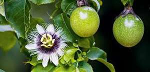 ที่มีคุณภาพสูงเวียดนามเสาวรส/แช่แข็งเสาวรส - Product Image 4