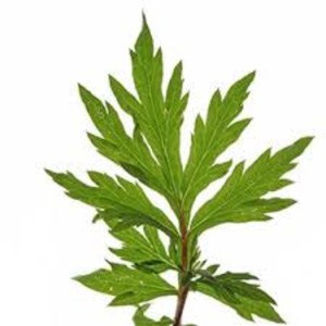 Davana น้ำมันหอมระเหยบริสุทธิ์เกรดบำบัดจากธรรมชาติ100% 50มล. ไอน้ำกลั่นน้ำมันอาร์ทิมิเซียพาต - Product Image 6