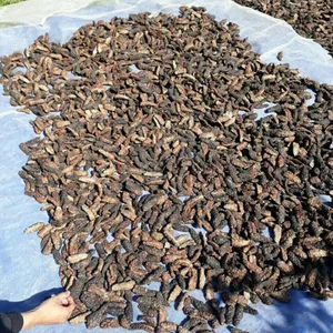 NONI CONGELÉ FRUIT ENTIÈREMENT NATUREL DE COULEUR VERTE POUR L'EXPORTATION GRANDE TAILLE POUR LA SANTÉ MEILLEURE VENTE - Product Image 1