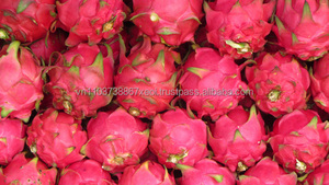 Fruta de dragón/exportación a granel, gran calidad - Product Image 4