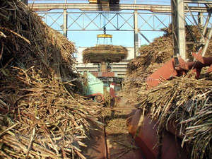 BAGAS DE CAÑA DE AZÚCAR FERMENTADAS/ BAGAS DE CAÑA DE AZÚCAR/ RESIDUOS AGRÍCOLAS - Product Image 4