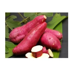 SWEET POTATO / YAM IN THE CHEAP PRICE +84-845-639-639