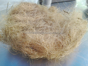 Oferta caliente Fibra de coco al mejor precio/Fibra de coco a granel suministrada por Viet Delta de Vietnam - Product Image 3