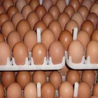 Ovos Para Incubação De Frangos De Corte de frango/qualidade premium Férteis Para Incubação Dos Ovos de Galinha/Ovo De Galinha Fresco