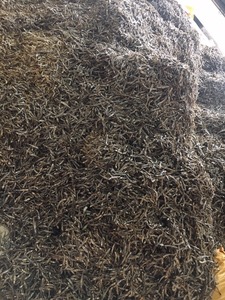 Anchoas secas/pescado seco con la mejor calidad, mejor precio - Product Image 4