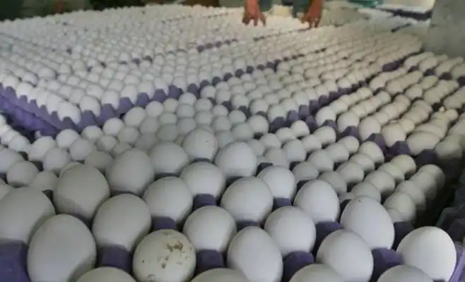 Toptan yumurta fiyatları taze beyaz ve kahverengi tavuk yumurta