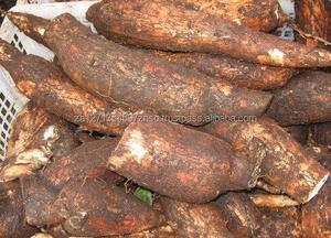 Raíz de Yuca Fresca (Tapioca Fresca) de Primera Calidad de Sudáfrica, 2 Años de Duración, a Granel y a Bajo Precio - Product Image 2